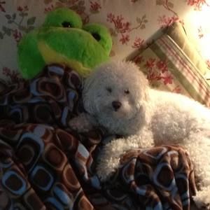 Meet your Posher, Raven